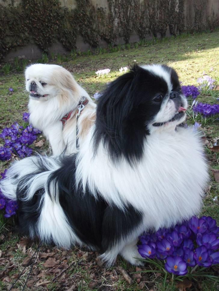 Pekingeser Panda - Min Lille Panda nyder foråret 2010.. Smiler.. billede 1