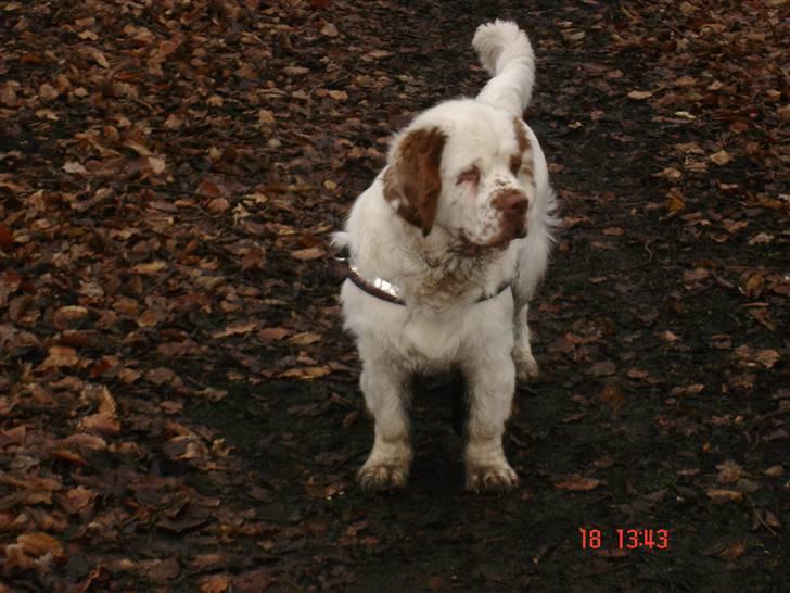 Clumber spaniel Ismo - På tur ved mosen januer 2009 billede 9