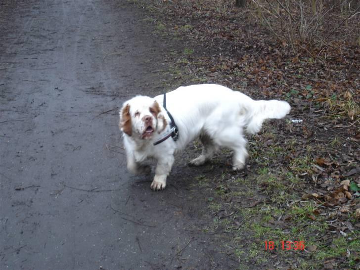 Clumber spaniel Ismo - På tur ved mosen januer 2009 billede 10