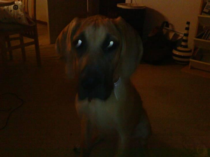 Grand danois Freja tøsen - Jeg kan være farlig hvis jeg vil, så pas på :) billede 6