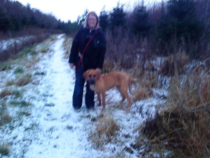 Grand danois Freja tøsen - Mig oeg Freja i hundeskoven ;) billede 7