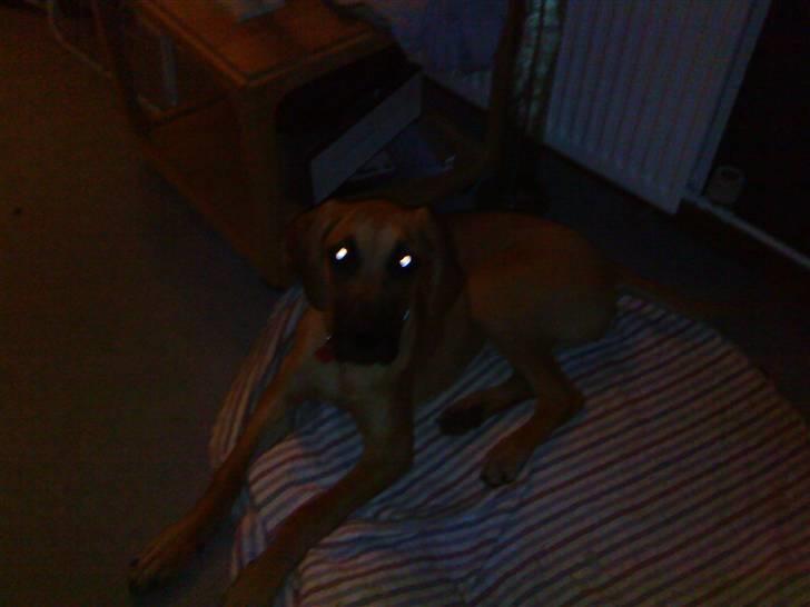 Grand danois Freja tøsen billede 8