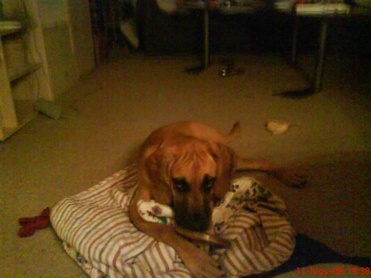 Grand danois Freja tøsen billede 9