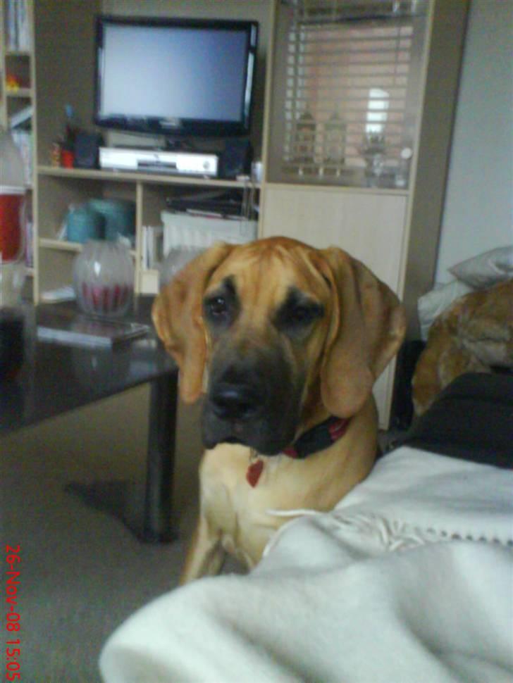 Grand danois Freja tøsen billede 10