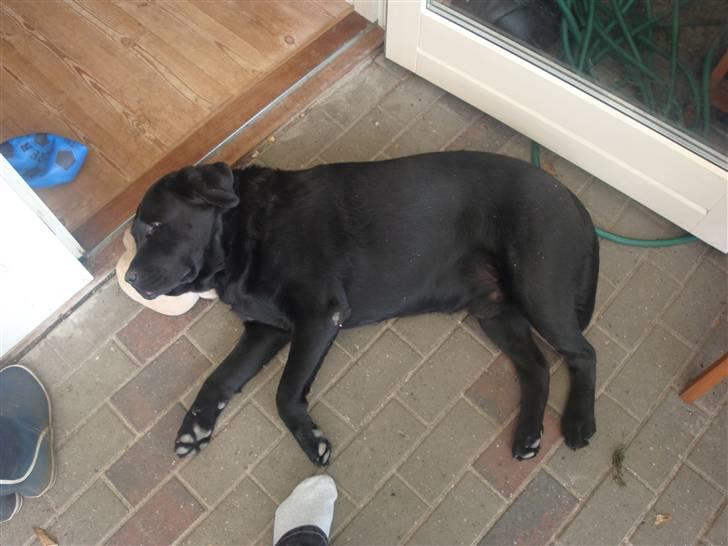 Labrador retriever Aalflasker Sara's Thor billede 1