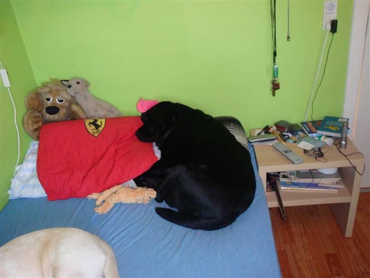 Labrador retriever Aalflasker Sara's Thor billede 2