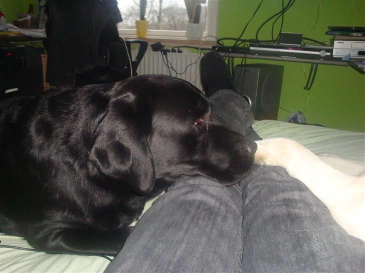 Labrador retriever Aalflasker Sara's Thor billede 3