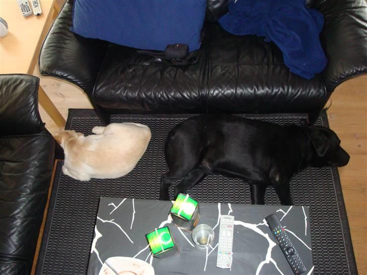 Labrador retriever Aalflasker Sara's Thor billede 4