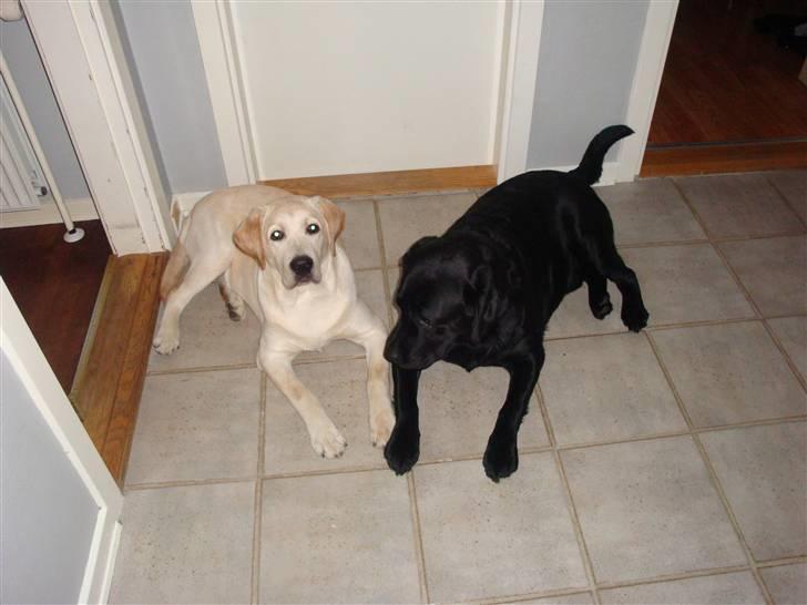 Labrador retriever Aalflasker Sara's Thor billede 5