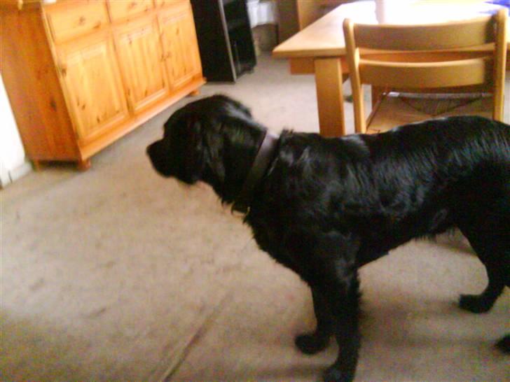 Labrador retriever ***snoopy*** billede 1