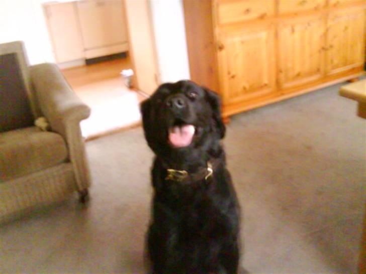 Labrador retriever ***snoopy*** billede 2