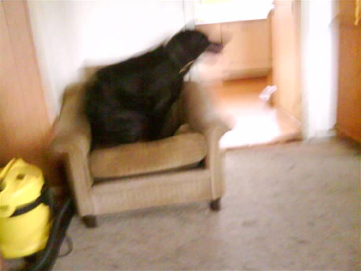 Labrador retriever ***snoopy*** billede 4