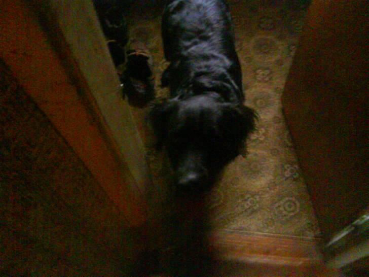 Labrador retriever ***snoopy*** billede 5