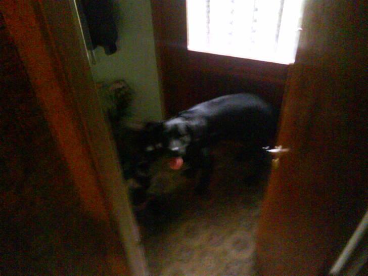 Labrador retriever ***snoopy*** billede 6