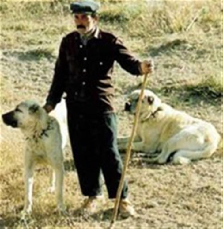 Kangal Tyson billede 8