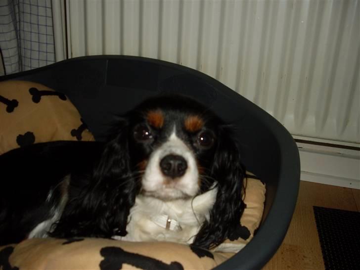 Cavalier king charles spaniel Cavasoles Nala billede 3
