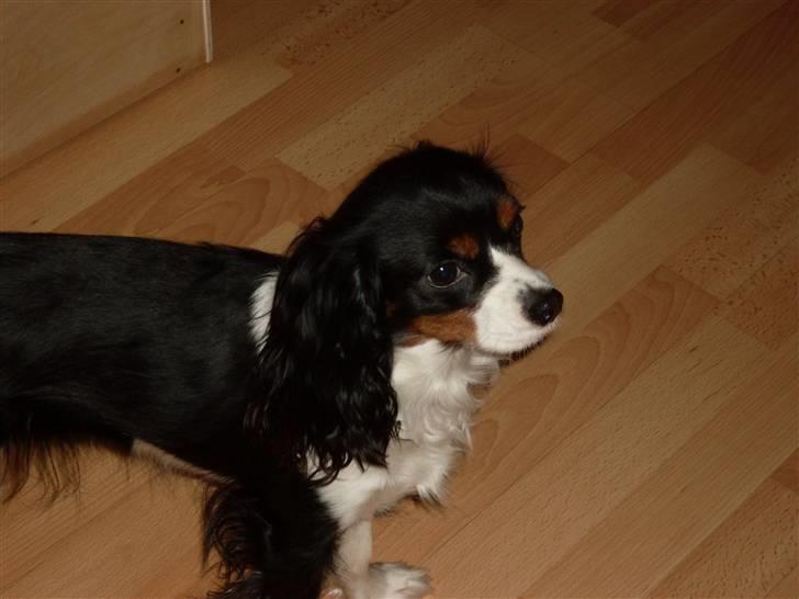 Cavalier king charles spaniel Cavasoles Nala billede 4