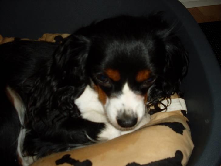 Cavalier king charles spaniel Cavasoles Nala billede 5