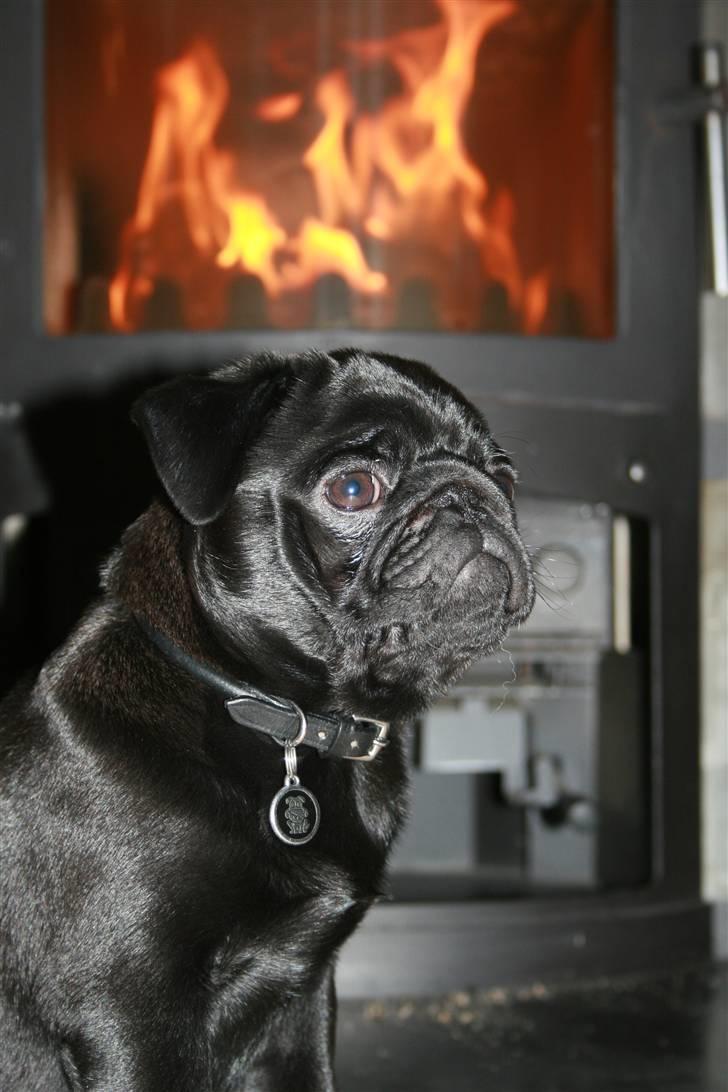 Mops Qupios Keno - Man er vel en hyggetrold, der elsker at blive lunet ved pejsen. billede 12