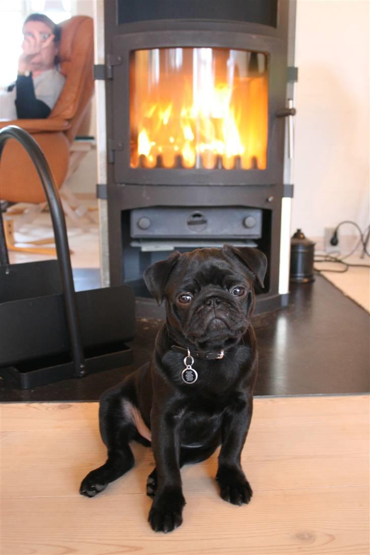Mops Qupios Keno - Ufff - varme efter en lang tur på stranden. billede 13