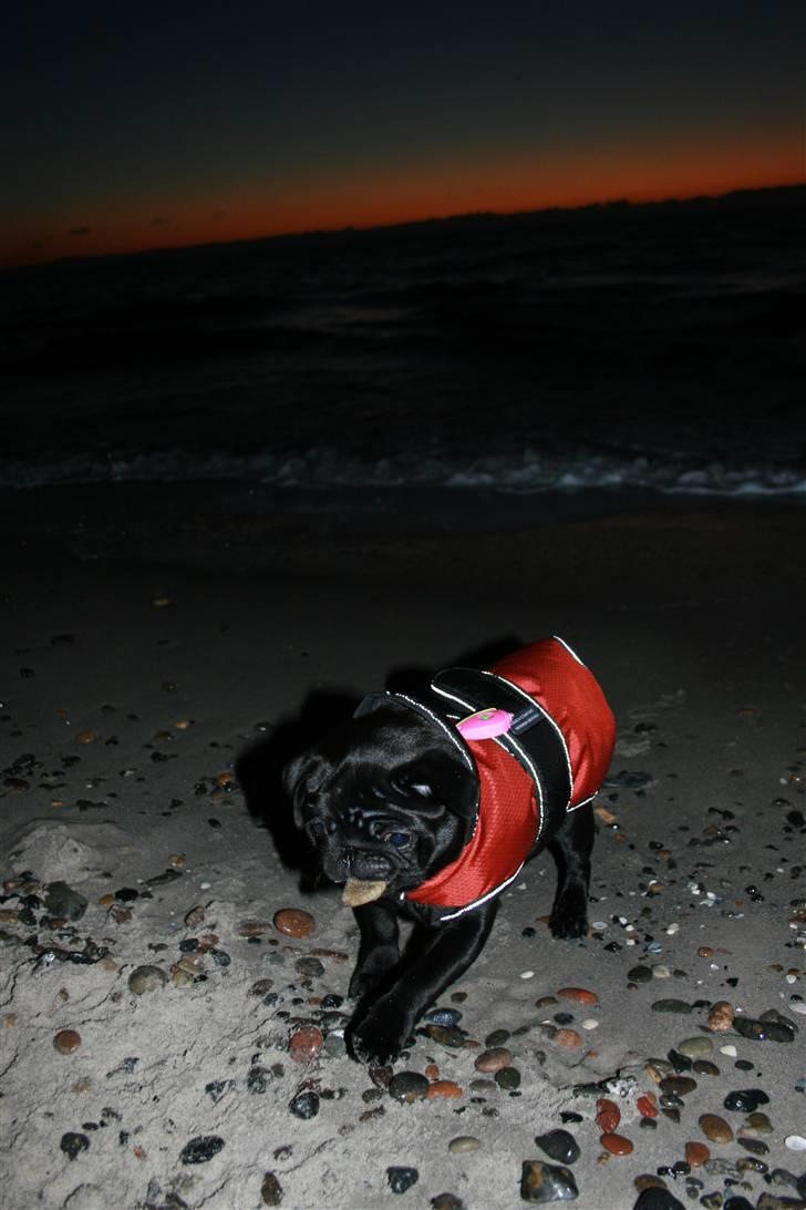 Mops Qupios Keno - En smuk nytårs morgen, på stranden i Skagen. billede 14