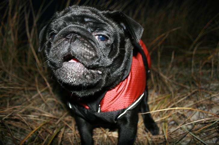 Mops Qupios Keno - AJJJJ  altså! Jeg er lige ved at ondulere en Frolic. billede 15