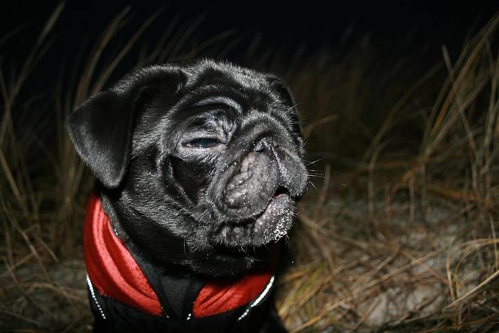 Mops Qupios Keno - Selv om jeg laver grimasser - er jeg stadig blød og nuttet! billede 16