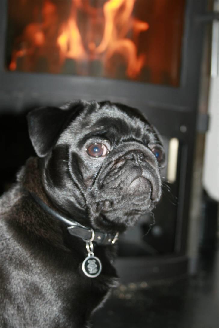 Mops Qupios Keno - En skøn flot hanhund! billede 17