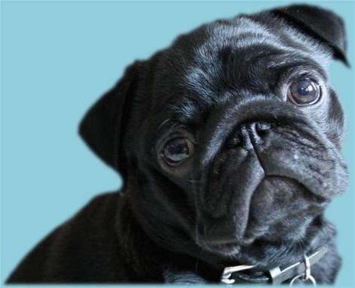 Mops Qupios Keno - Videunderlige og reklame smarte Delle hunden. billede 18