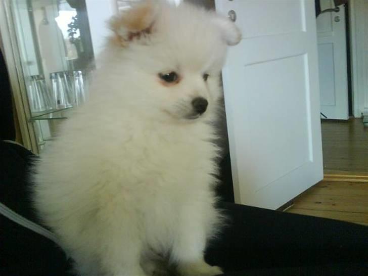 Blanding af racer Pelle billede 6