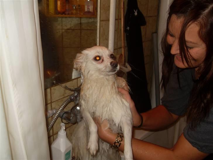 Blanding af racer Pelle billede 7