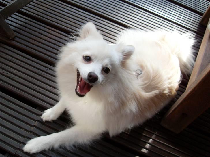 Blanding af racer Pelle billede 8