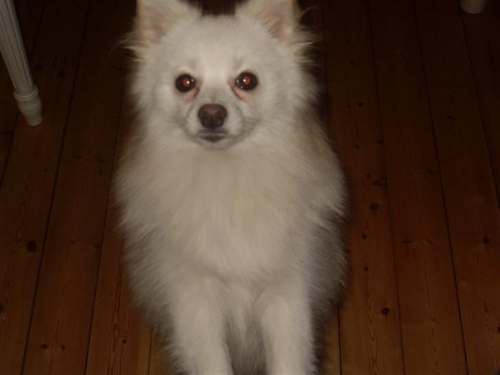 Blanding af racer Pelle billede 9