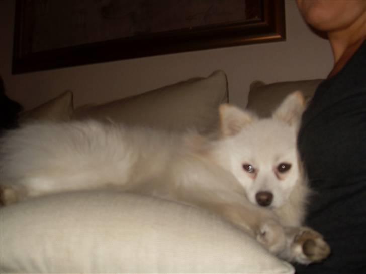 Blanding af racer Pelle billede 10