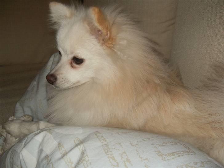 Blanding af racer Pelle billede 11