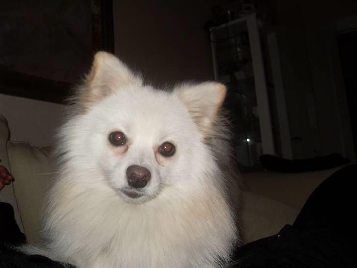 Blanding af racer Pelle billede 12