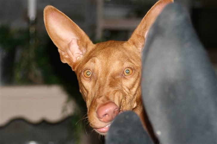 Pharaohound Honda - sure tær billede 15