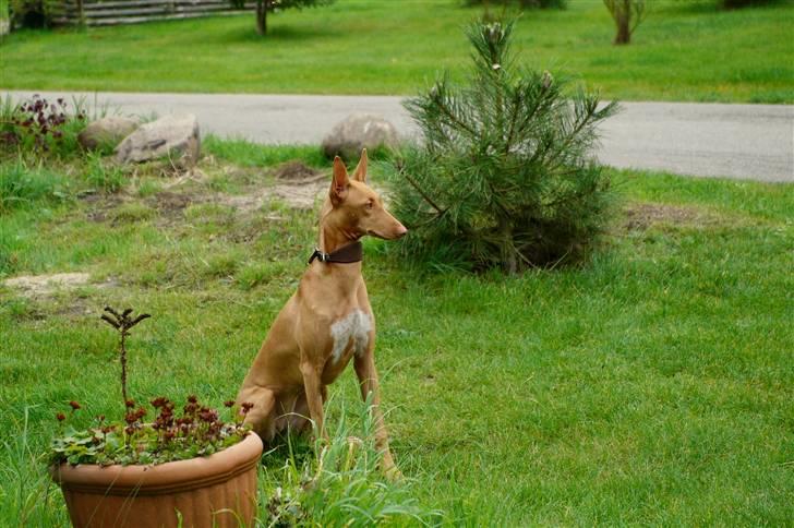 Pharaohound Honda - vagt hund billede 16