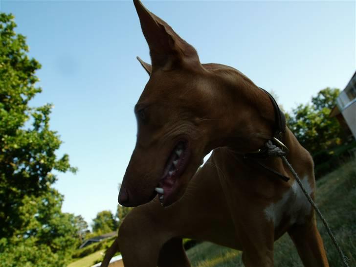 Pharaohound Honda - Blå himmel i Juli billede 18