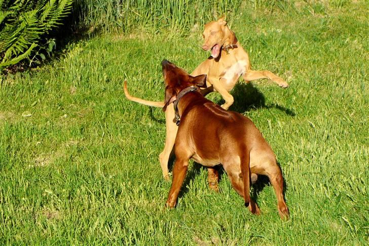 Pharaohound Honda - Zulu og honda lege billede 19