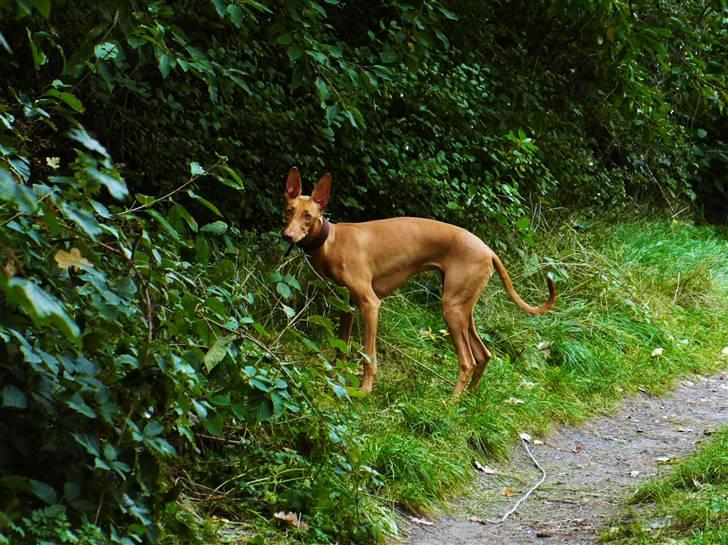 Pharaohound Honda billede 20