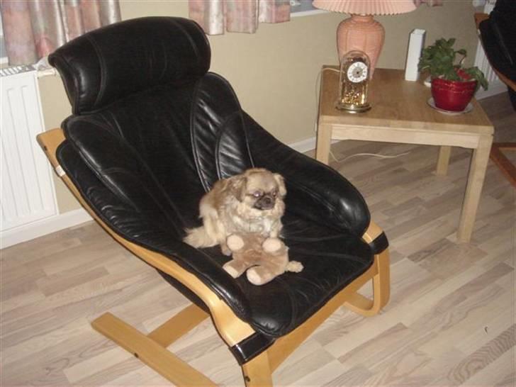 Tibetansk spaniel kira billede 15