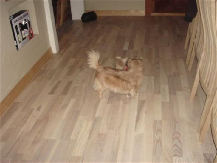 Tibetansk spaniel kira billede 16