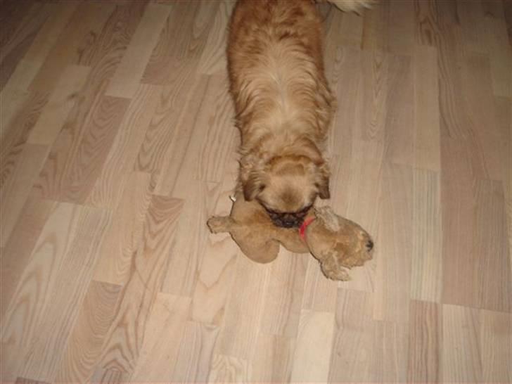 Tibetansk spaniel kira billede 17