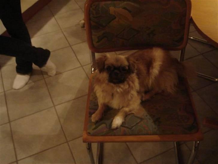 Tibetansk spaniel kira billede 18