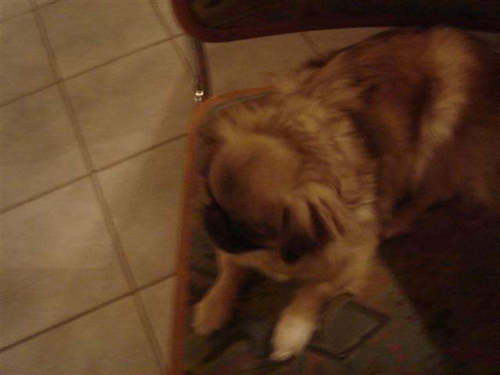 Tibetansk spaniel kira billede 19