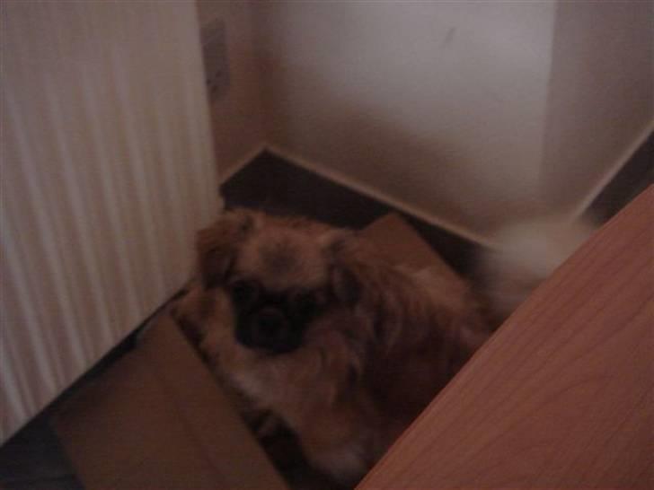 Tibetansk spaniel kira billede 20