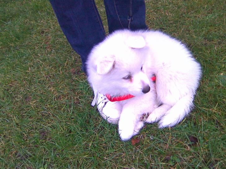 Samojedhund Sascha billede 1