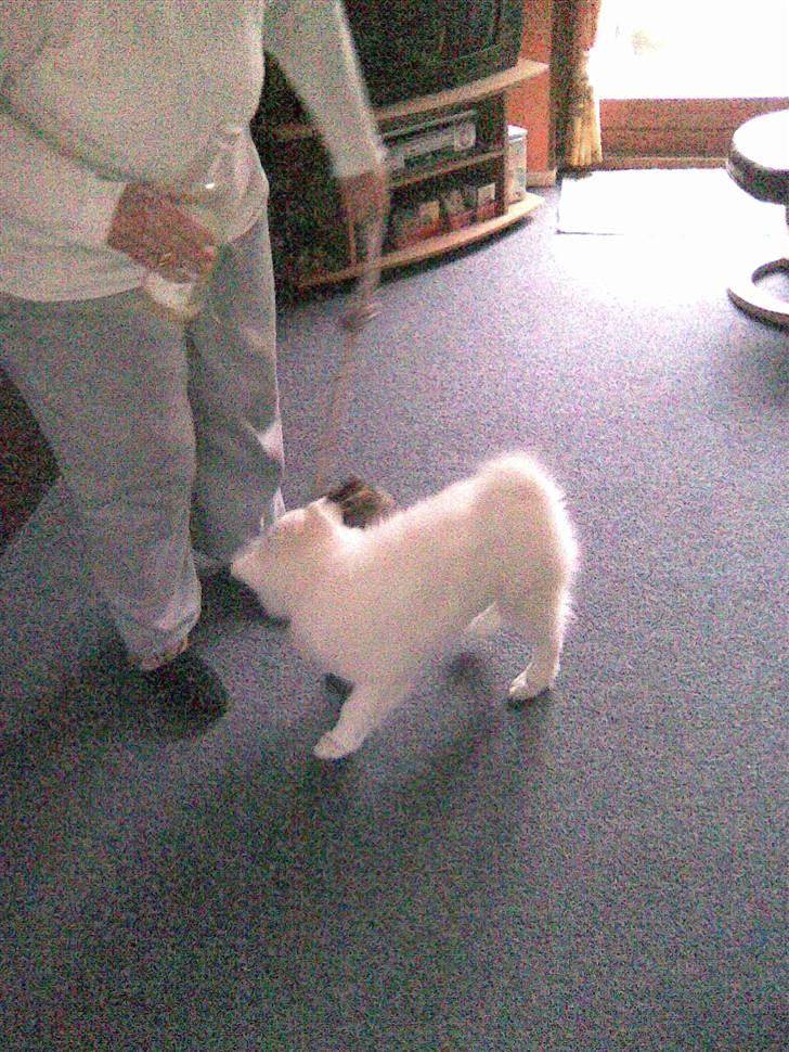 Samojedhund Sascha billede 2