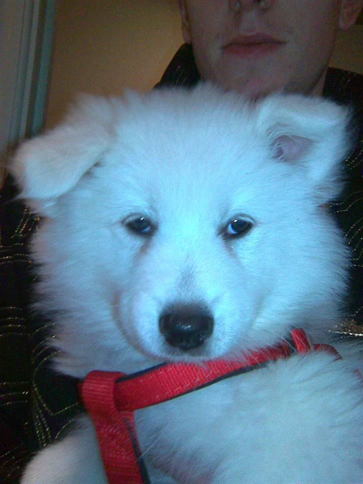 Samojedhund Sascha billede 3